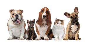 Leia mais sobre o artigo Aterrorizados com Morte de Animais, Moradores de Pedro Gomes Entram Em Estado de Alerta!