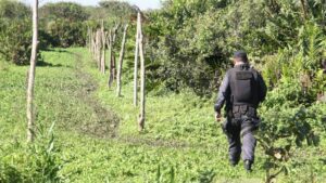 Leia mais sobre o artigo Homem morre após ser atacado por enxame de abelhas e desaparece em matagal