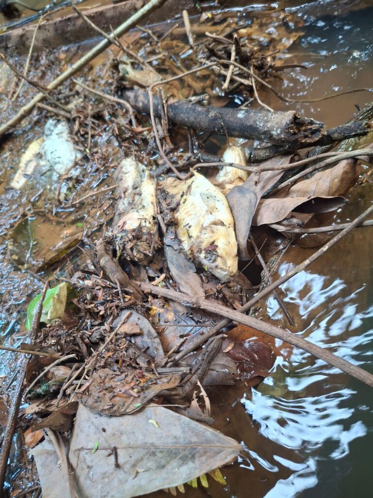 Leia mais sobre o artigo Morte de peixes no Rio Retirinho levanta alerta ambiental em Pedro Gomes(MS)