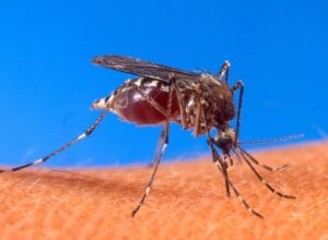 Leia mais sobre o artigo Chikungunya avança em MS e coloca Coxim em alerta