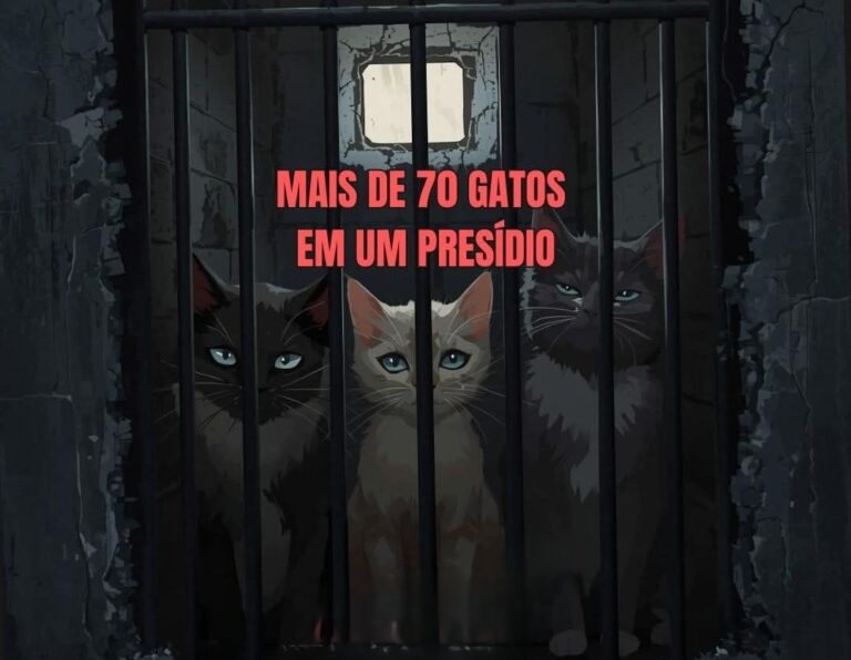Leia mais sobre o artigo Protetora relata reunião tensa com direção do presídio sobre situação de gatos em Três Lagoas(MS)
